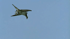 c13451990aefd0683cafaae48cdccd8d.gif