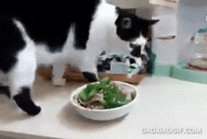 6f7f29a2e85c9575150976a378070d92.gif