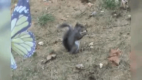 4146a5c29f9088099844d05a4692da69.gif