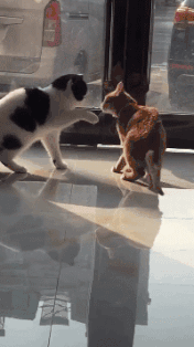 t01da0bf413246f2d9c.gif