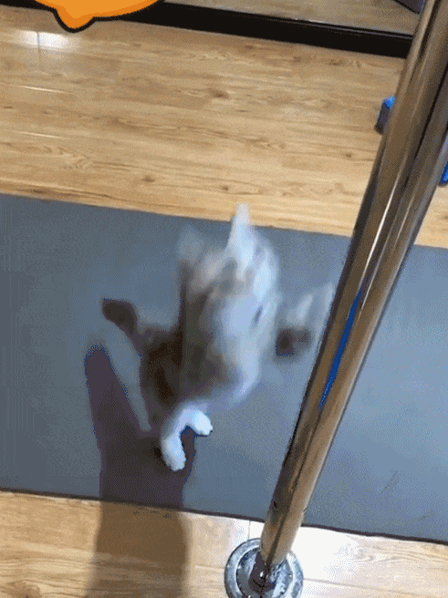 t01758ebfa46c533801.gif