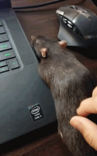 c3a2cdbd0629067cbc40d5150945b82c.gif