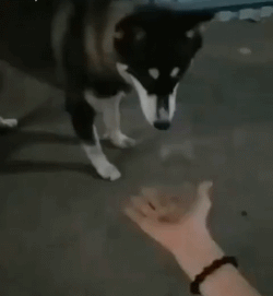 f065c23e277b0a1c702d2ca7ad895233.gif