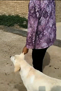t01c4207d25cbf6a827.gif