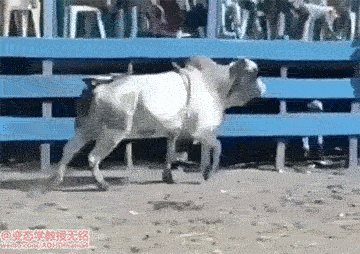 a0099326ac64309fcfff904532eab36c.gif