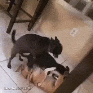 241e4c4033b02c3cfaacdadf66f316d3.gif