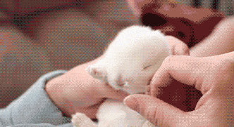 6472eb66bb707405d52ea6b2204d5996.gif
