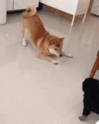 4fde63c0d49fb65ae674f7d90f4cba4b.gif