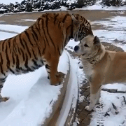 28fafd6d53257e84d3a69cfe786368a6.gif