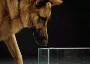 t015bc075206192b322.gif