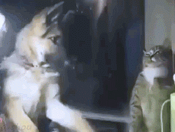 t0163dbca00a3d11c9c.gif