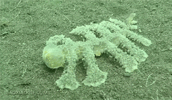 bd5e771bfc6130dcb093016dcb89058a.gif