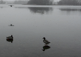 3cccc56a1d8ad9a71440d1b19ec1f27d.gif