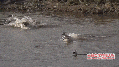9a2007658620d8c8442ce029b04f5713.gif