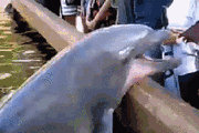 0b798d73cdb842d5a7d117c6d494d96c.gif