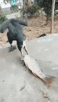 5d5f995b6d013bd652476a6fb7cd6332.gif