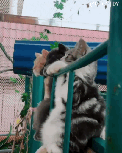 8d53dd7bfae67558a27643567277736e.gif