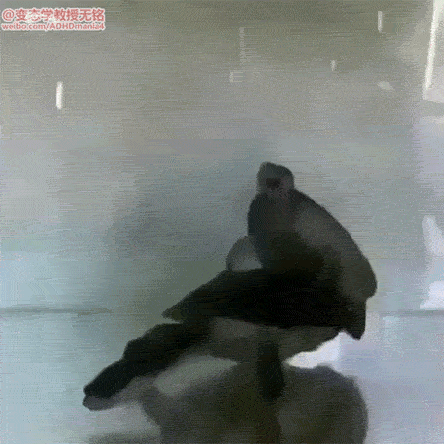 ebbf244abcce88869e082cf25a34459b.gif
