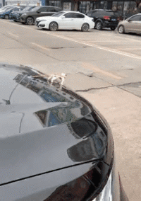 t01a5cb96e211c89c27.gif