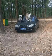 t01dfaff6ff5a581ee2.gif