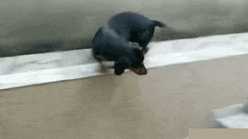 t01d66c756340c755f6.gif