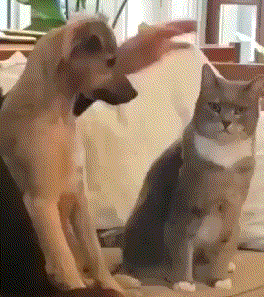 22f1ef6941693ff5a400774f42317773.gif