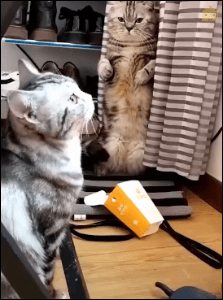 1a34971898fb59c29f1bd5a7ff100a23.gif