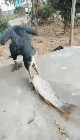 966a8e0a72c88ee73c3f5313e216c861.gif
