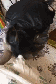 cca9efe2abcc3af848b9748f3068c3ce.gif