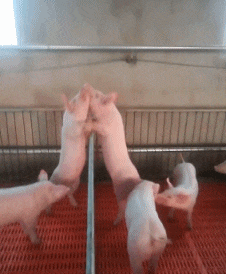 1e6f1375a4874863e9d859d448a301ea.gif