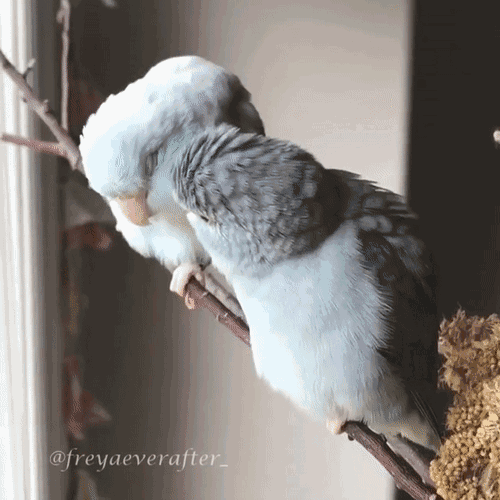 e3fd3e5518f678e774ca0586a1126430.gif