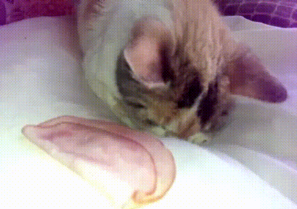 f3bfb4eca7aadb7b8d81782bd0242c48.gif