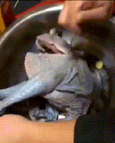 t01e717485ded967386.gif