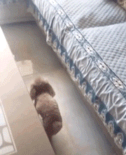 bad59f22db34928c77299f23dbc31971.gif