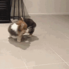 c06dc5703ae68ec96dbea8ac1c962d2f.gif