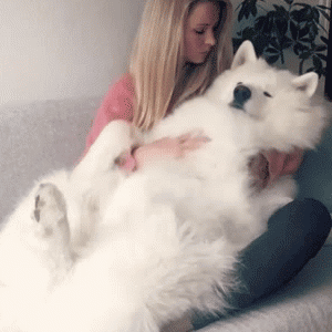 a0a2984a48084815a8dc177b4499e159.gif