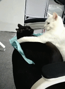 69fd608999dcc13a1e34d0d2c0a3439f.gif