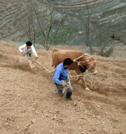 t01c396c5b87c36bd79.gif