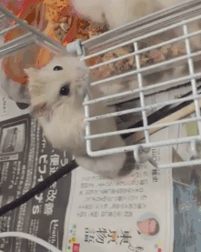 68a7237a2c957da7ca0ee73b24428252.gif