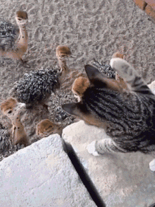 t01d8045c285c2e4904.gif