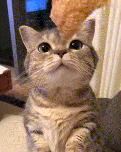 361b00b0d04fd44c4de378b3e7c3b9f2.gif