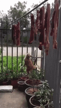 t01bb2c3dc8e0fa0c97.gif