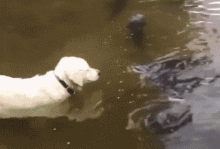 aab7f80b7baada0f90d987eee0acded8.gif