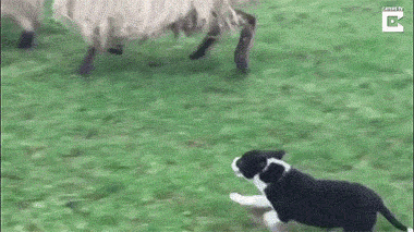d357d5b1e00a8c0924f70c9f2b54f4c7.gif