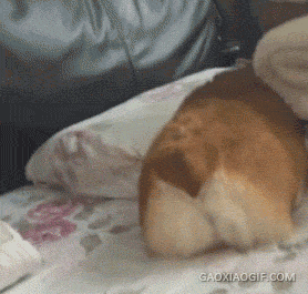 262422b40a5e16dd73b33961957129ea.gif