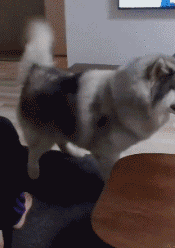 0d6a27cfe880187d1eb050b80c5dc0c3.gif