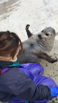 9ac78305cfa9b900fa6f40c10325ac67.gif
