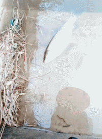 2c37ee876fa28fbdeb36611ddb150630.gif