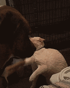 t018804e1c46d378607.gif
