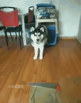 46ed0000bbd4feb03068.gif